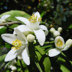 천연사랑 네롤리 원액 100% (Citrus aurantium ssp amara) 에센셜 오일